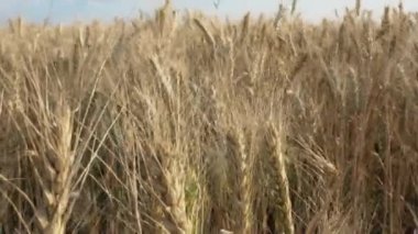 Olgun buğday başakları, arka plan olarak yakın plan