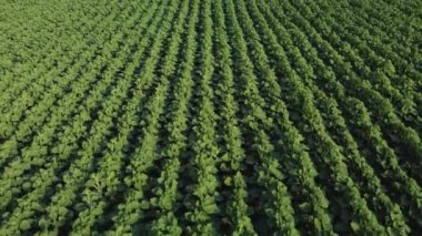 Genç ayçiçeği gökyüzü manzarası. Bir kuadrokopterden video