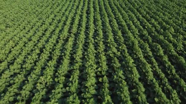 Vista aérea de girasol joven. video de un quadrocopter — Vídeos de Stock