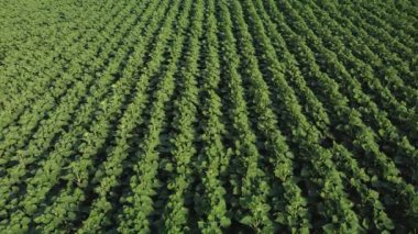 Genç ayçiçeği gökyüzü manzarası. Bir kuadrokopterden video