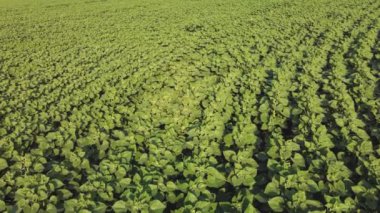 Genç ayçiçeği gökyüzü manzarası. Bir kuadrokopterden video