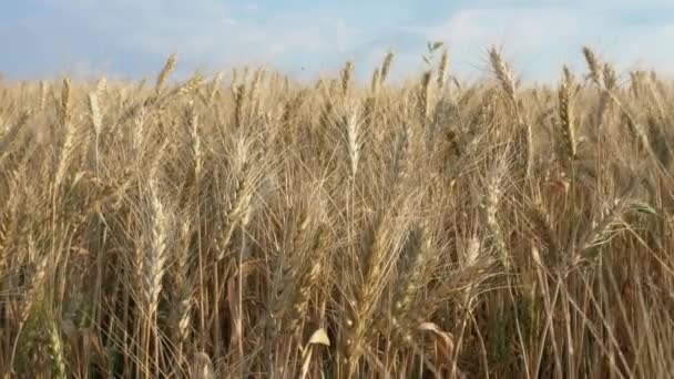 Спелые колосья пшеницы крупным планом в качестве фона — стоковое видео