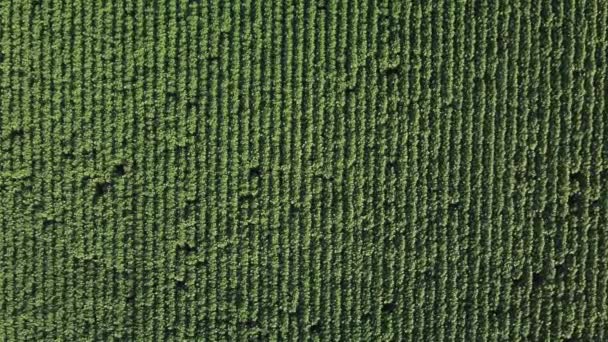 Vista aérea de girasol joven. video de un quadrocopter — Vídeos de Stock