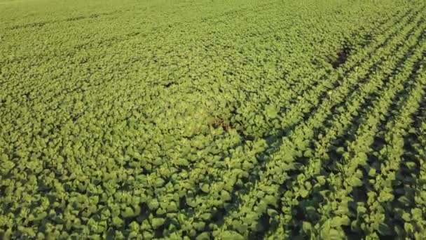 Young sunflower aerial view. video from a quadrocopter — Stock Video