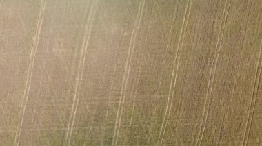 Havadan tahıl manzaralı olgun kulaklar. Bir kuadrokopterden video