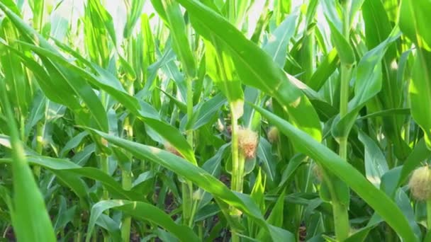Jonge maïs in het veld vanuit de lucht. video van een quadrocopter — Stockvideo