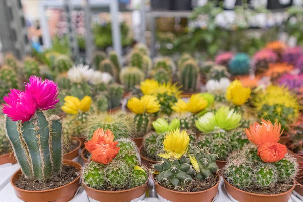 Bunte Kakteen in den Regalen der Geschäfte in Großaufnahme — Stockfoto