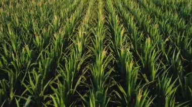 Genç mısırlar havadan görünüyor. Bir kuadrokopterden video