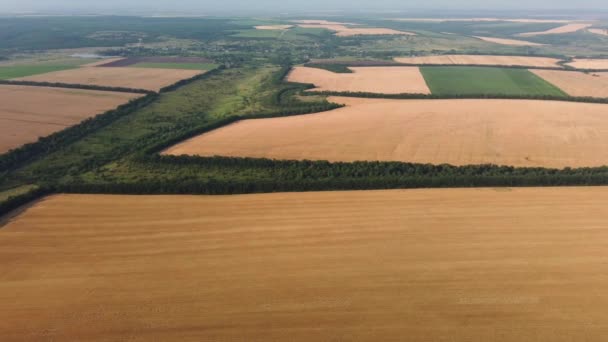 Campos de trigo vista aérea. video de un quadrocopter — Vídeos de Stock