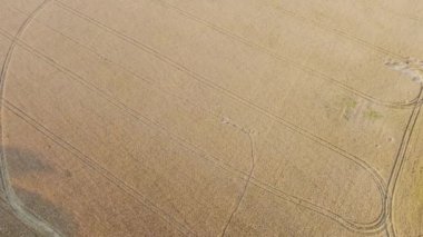 Havadan tahıl manzaralı olgun kulaklar. Bir kuadrokopterden video