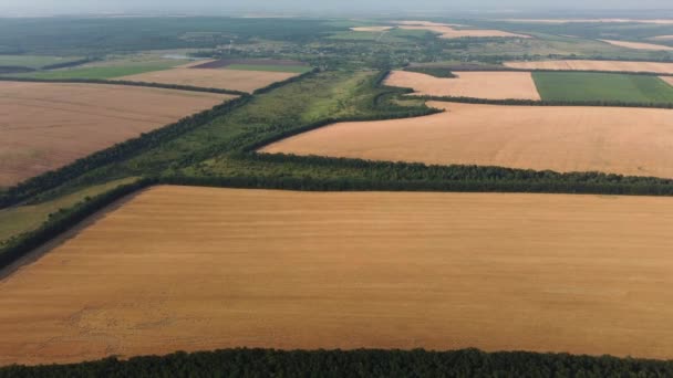 Wheat fields aerial view. video from a quadrocopter — Stock Video