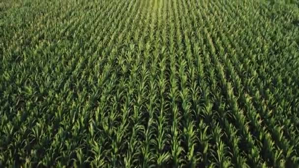 Young corn in the field aerial view. video from a quadrocopter — Stock Video