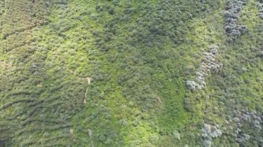 Yaprak döken orman hava manzarası. Bir kuadrokopterden video