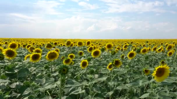 Um campo de girassóis em um fundo azul céu — Vídeo de Stock