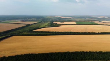Buğday tarlaları hava manzaralı. Yüksek kaliteli görüntüler