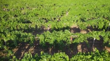 Havadan üzüm bağı manzarası. Yakın plan. ekran koruyucu
