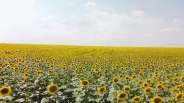 Ayçiçekli bir tarlanın üst görüntüsü. Çiftçi tarlasına kuş bakışı bakış..