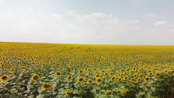 Vista superior de um campo com um girassol. Uma visão panorâmica de um campo de agricultores. — Vídeo de Stock