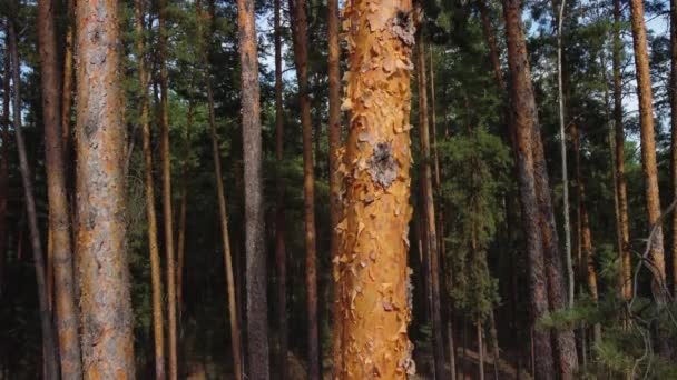 Стволы деревьев в сосновом лесу — стоковое видео