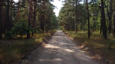 Çam ormanında bir yol