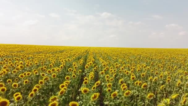 Vista superior de um campo com um girassol. Uma visão panorâmica de um campo de agricultores. — Vídeo de Stock