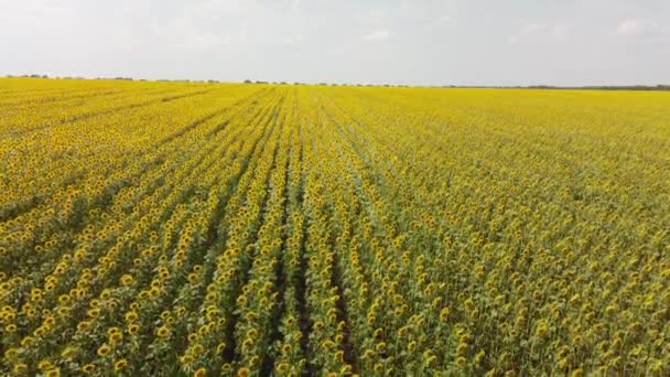 Bovenaanzicht van een veld met een zonnebloem. Een vogelperspectief van een boerenveld. — Stockvideo