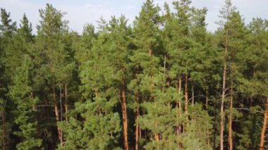 Kozalaklı ormanın havadan görünüşü. Bir kuadrokopterden video