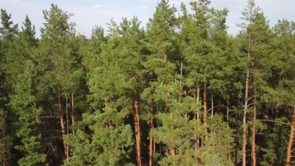 vue aérienne de la forêt de conifères. vidéo d'un quadrocopter