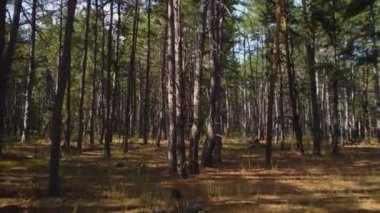 Çam ormanında ağaç gövdeleri