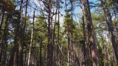 Çam ormanında ağaç gövdeleri