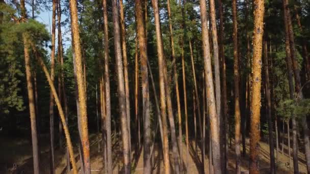Troncos de árboles en un bosque de pinos — Vídeo de stock