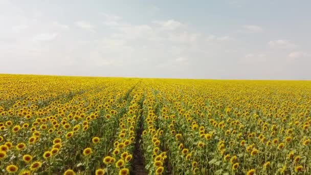 Top kilátás a mező egy napraforgóval. Madártávlatból a mezőgazdaságra. — Stock videók