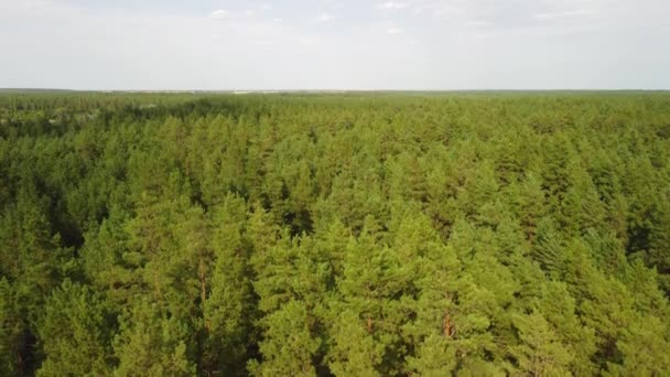 Vue aérienne de la forêt de conifères. vidéo d'un quadrocopter — Video