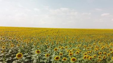 Ayçiçekli bir tarlanın üst görüntüsü. Çiftçi tarlasına kuş bakışı bakış..