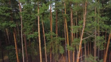 Kozalaklı ormanın havadan görünüşü. Bir kuadrokopterden video