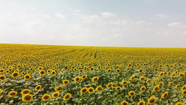 Vista superior de um campo com um girassol. Uma visão panorâmica de um campo de agricultores. — Vídeo de Stock