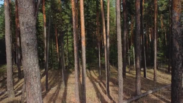 Κορμοί δέντρων σε πευκοδάσος — Αρχείο Βίντεο
