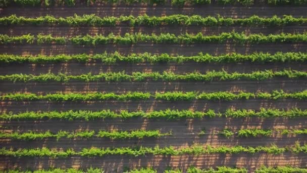 Vue sur le vignoble depuis les airs. Gros plan. économiseur d'écran — Video