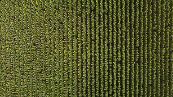 Vista superior de un campo con un girasol. Una vista de pájaro de un campo de agricultores. — Vídeos de Stock