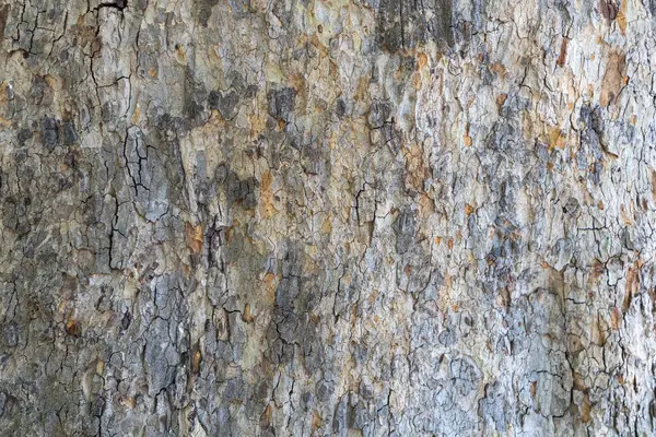 Bergahorn-Rinde in Großaufnahme als Hintergrund. Holzstruktur — Stockfoto