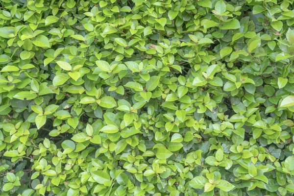 Yeşil körfez, arka plan olarak bir çalılık üzerinde bırakır.