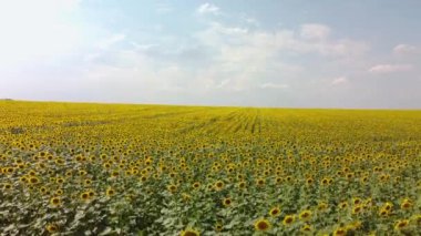 Ayçiçekli bir tarlanın üst görüntüsü. Bir İHA 'dan video