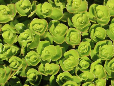 yeşil bitki tomurcukları desen orijinal doku