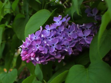 Bahçede bir demet leylak var.