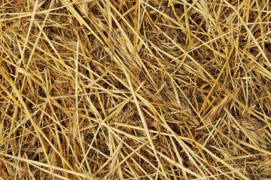 Doku arkaplanı hasat edildikten sonra kurumuş ot dalları