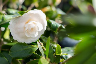 Parlak beyaz kamelya çiçeği güneş ışığının parlamasıyla çiçek açar, bahar zamanı. Seçici odak.