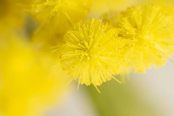 Mimosa çiçekleri akasya çiçeği açar. 8 Mart Uluslararası Kadınlar Günü 'nün sembolü. Gümüş gerdan ya da mavi gerdan. Sarı renk paleti — Stok fotoğraf