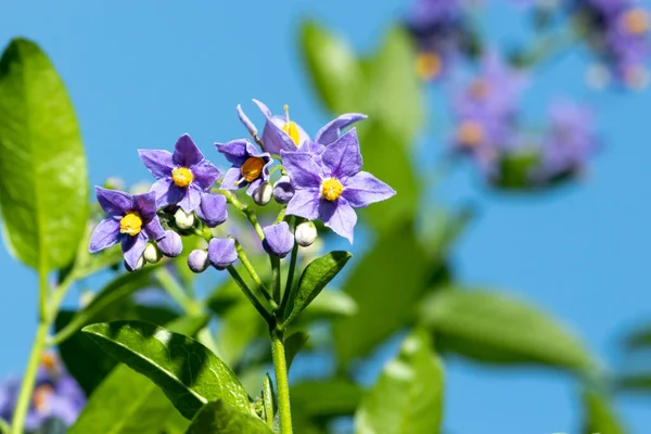 Фиолетовые цветы чилийского картофеля или Solanum crispum Glasnevin против голубого неба — стоковое фото