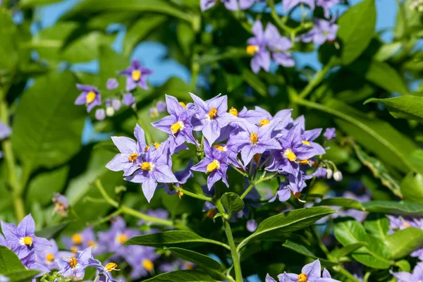 Фиолетовые цветы чилийского картофельного дерева или Solanum crispum Glasnevin — стоковое фото