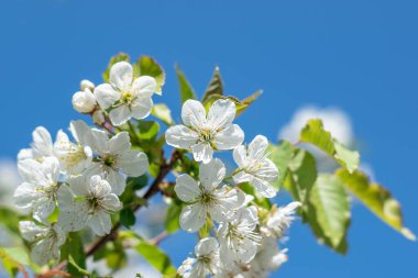 İlkbaharda açan beyaz kiraz ağacı çiçekleri mavi gökyüzü afişlerinin arka planında.